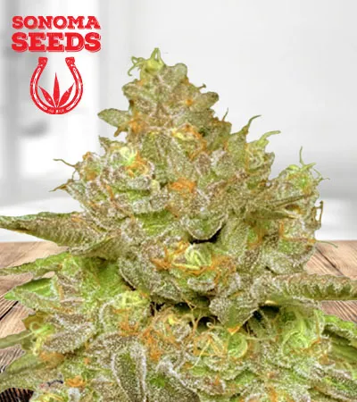 thin-cookie-dog-autoflowering-image