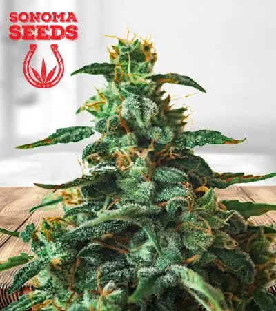 Thin Mint Autoflowering
