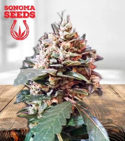 Tooth Decay Autoflowering