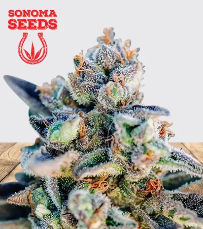 Top Gun Autoflowering