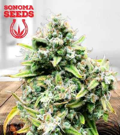 trainwreck-autoflowering-image
