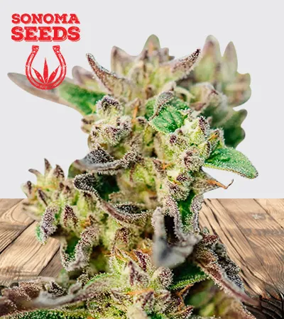 Tricross Autoflowering