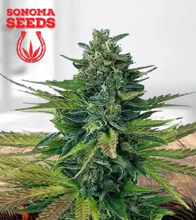 Triple Diesel Autoflowering