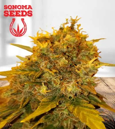 Tutankhamon Autoflowering