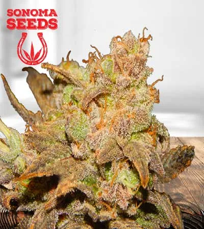 wembley-autoflowering-image