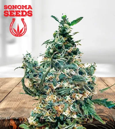 white-dream-autoflowering-image