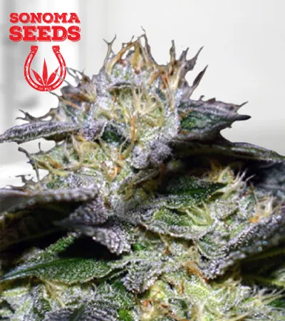 White Fire OG Fast Version
