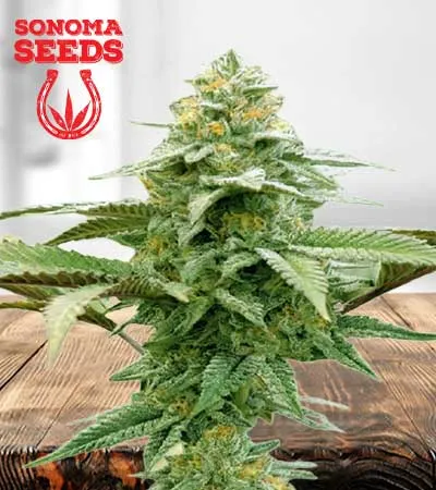 White Runtz Autoflowering