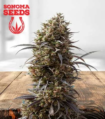 White Strawberry Skunk