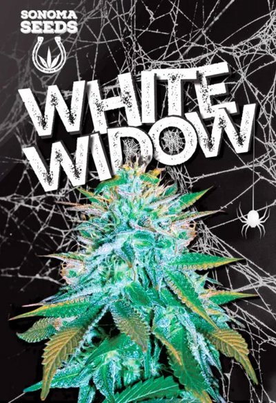White Widow Autoflowering