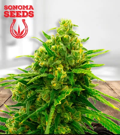 white-widow-cbd-image