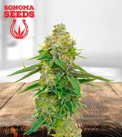 Yumbolt Autoflowering