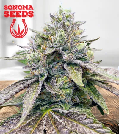 zkitllez-autoflowering-image