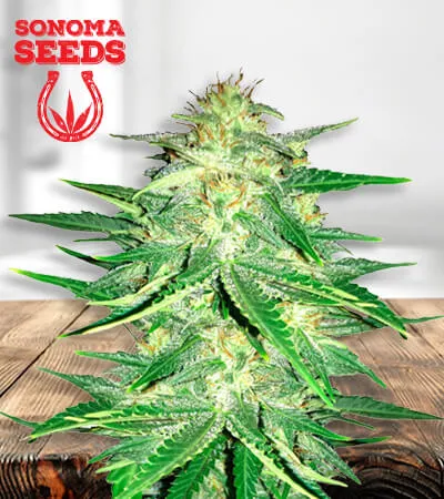zkittlez-cbd-image