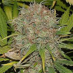 ak-48-image