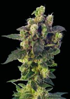 blue-thunder-image