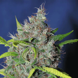 blueberry-bud-image