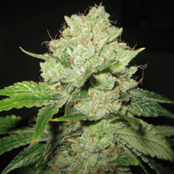Cal-train Wreck