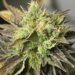 double-diesel-ryder-image