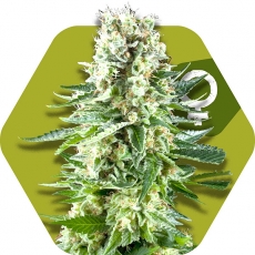 white-widow-xl-image