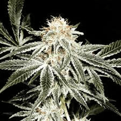 Hawaiian Punch