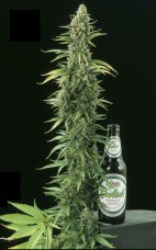 kwik-kali-image