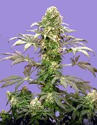 matanuska-tundra-aka-alaskan-thuderfuck-image