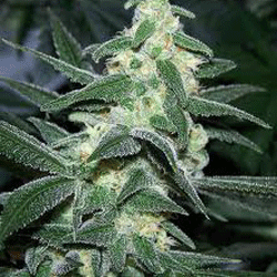 silver-bullet-image