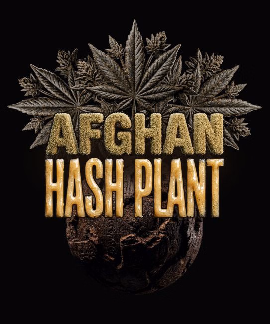 afghan-hashplant-auto-image