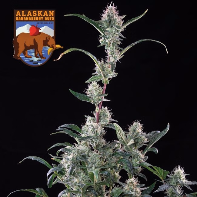 alaskan-do-si-dos-image
