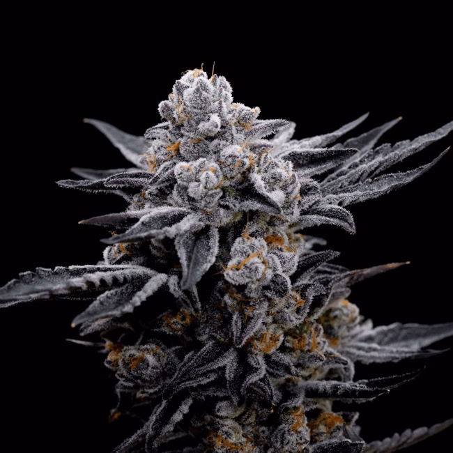 blood-moon-gelato-ltd-edition-image