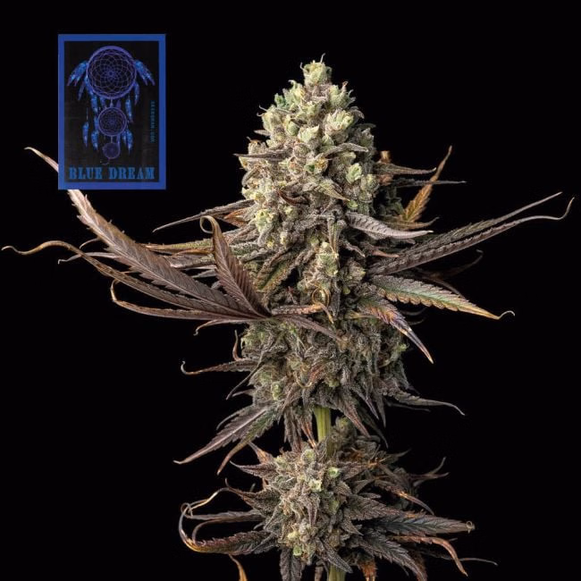 blue-dream-image