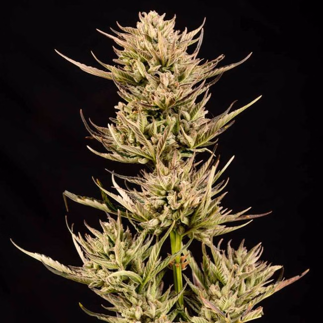 Cookie Apple OG F1 Auto