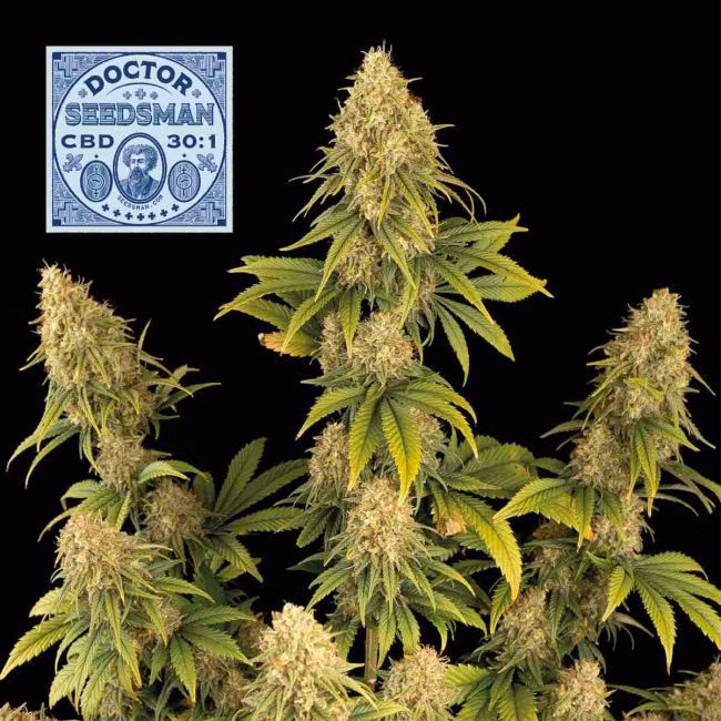 doctor-cbd-30-1-image