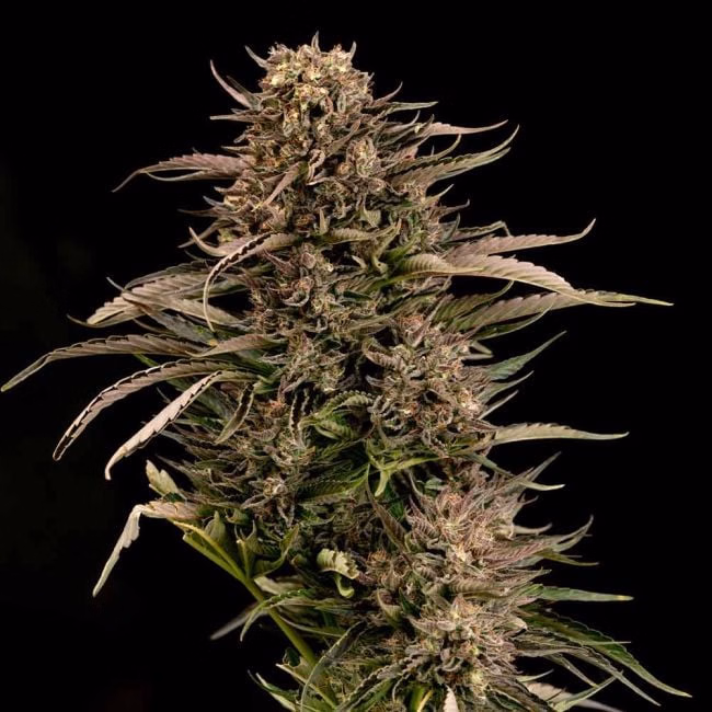 fatso-gmo-f1-auto-image