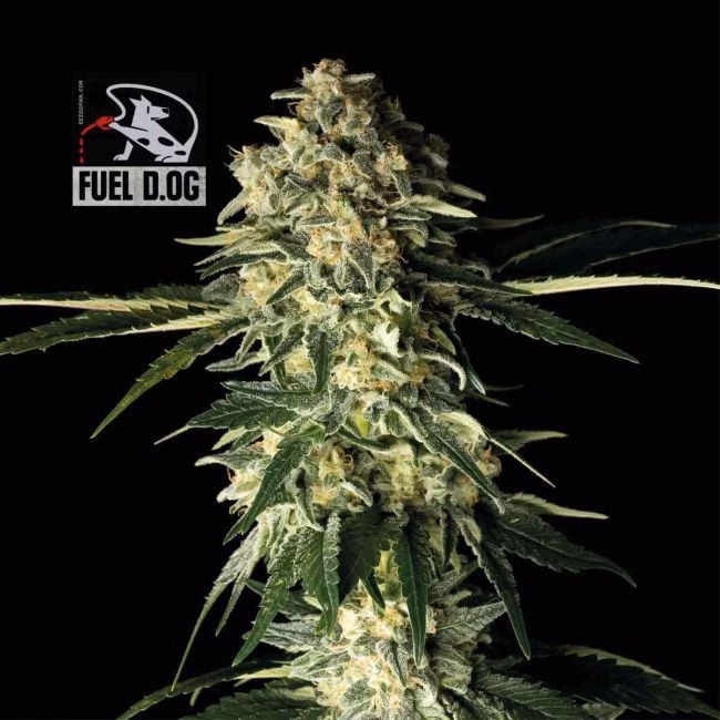 fuel-d.og-image