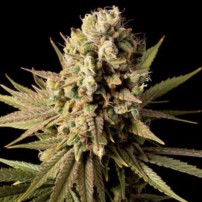 gorilla-gas-f1-fast-image