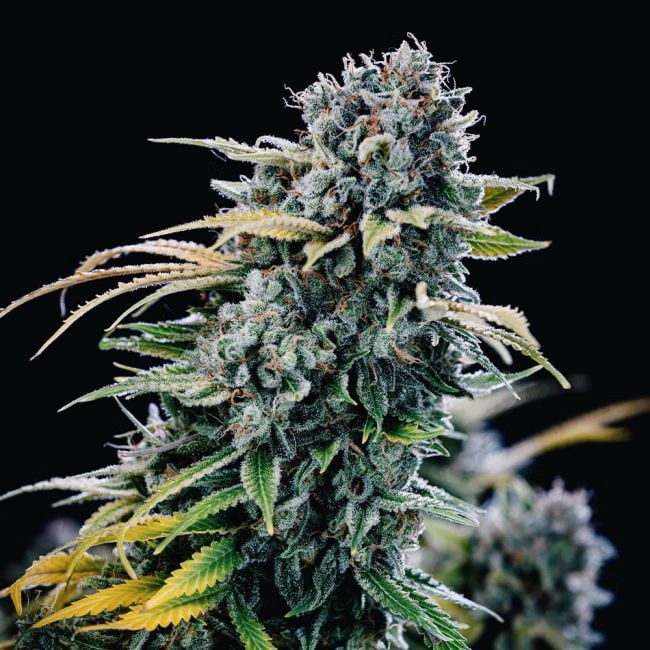 green-crack-image