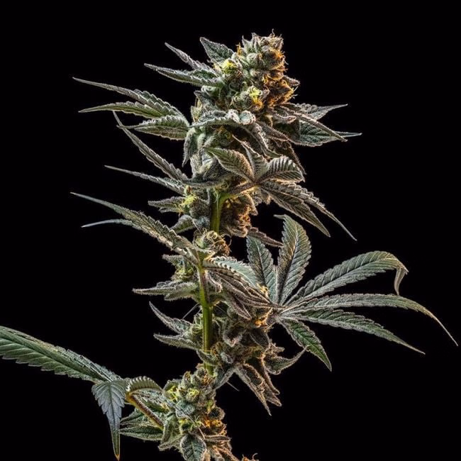 high-thc-collection-image