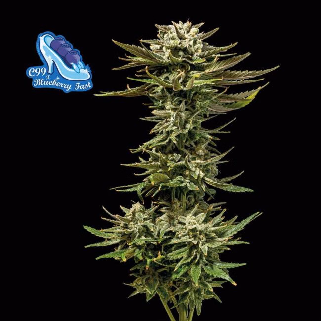 high-thc-collection-auto-image