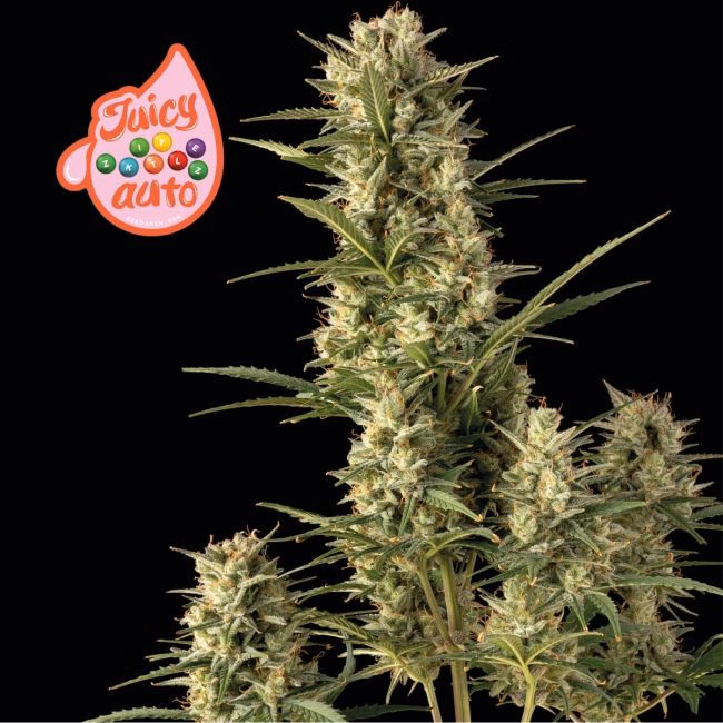 juicy-zkittlez-auto-image