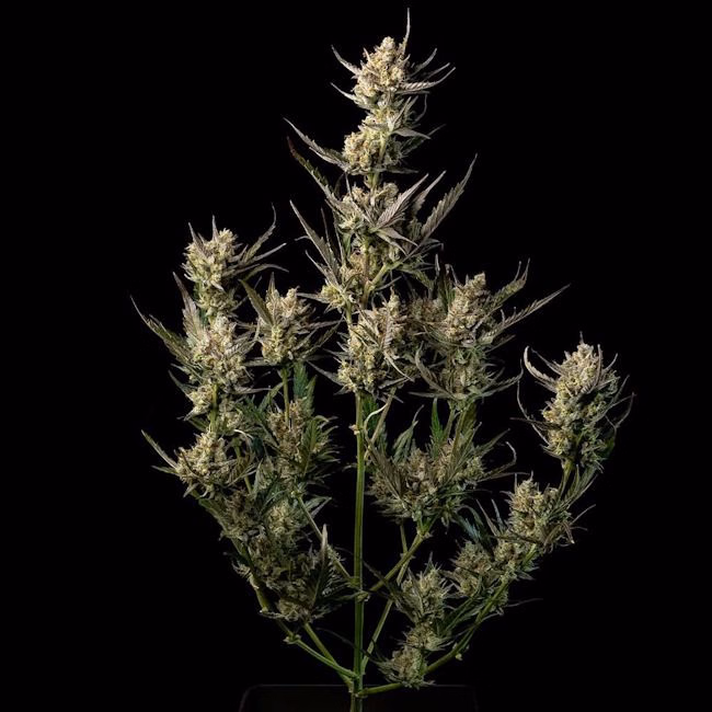 og-kush-image