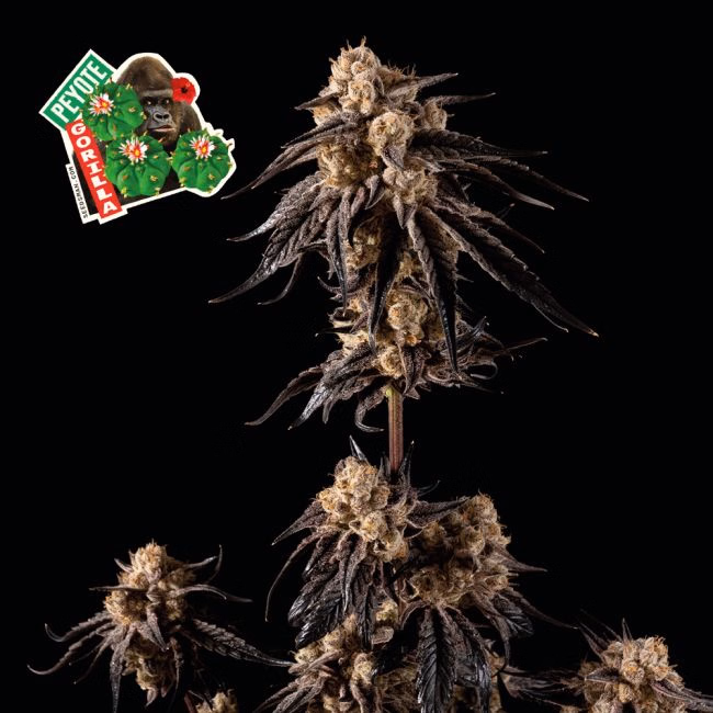 peyote-gorilla-image