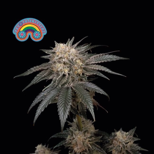 peyote-zkittlez-image