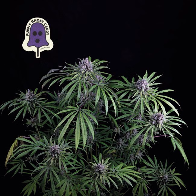 purple-ghost-candy-image