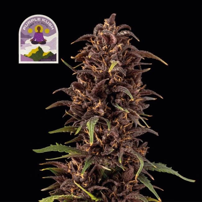 purple-kush-cbd-1-1-auto-image