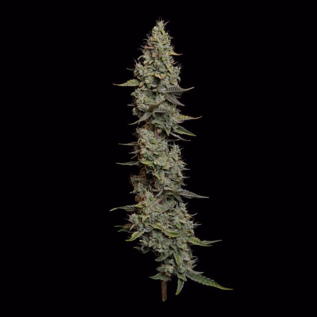 Wedding Cake Auto