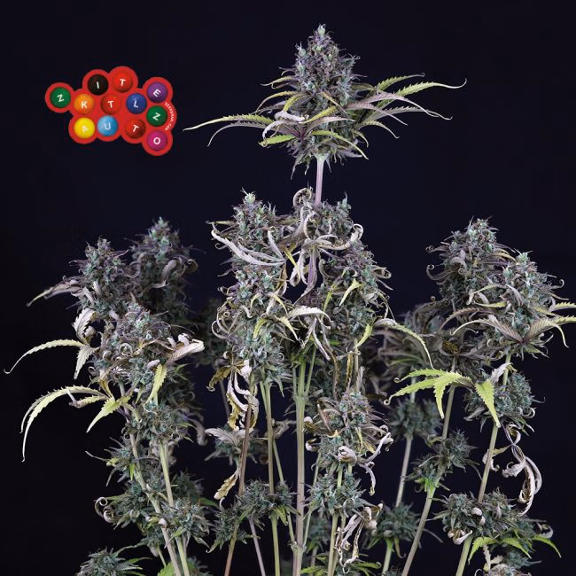 Zkittlez Auto
