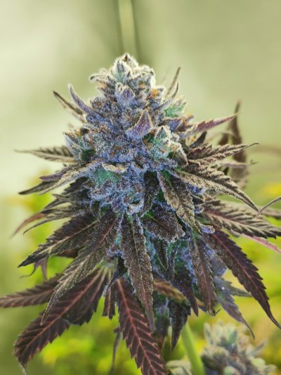 AUTO Hubba Bubba