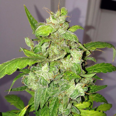 Auto Lemon Bubble